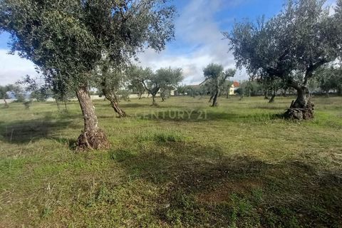 Helårsgrund i Castelo Branco, Castelo Branco, Castelo Branco - € 27.500 | Ref: C0434-00879 - foto 6