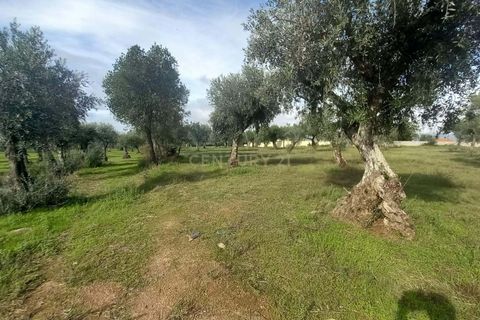 Helårsgrund i Castelo Branco, Castelo Branco, Castelo Branco - € 27.500 | Ref: C0434-00879 - foto 8