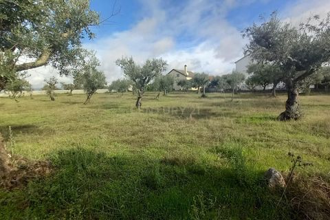 Helårsgrund i Castelo Branco, Castelo Branco, Castelo Branco - € 27.500 | Ref: C0434-00879 - foto 10