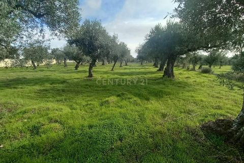 Helårsgrund i Castelo Branco, Castelo Branco, Castelo Branco - € 27.500 | Ref: C0434-00879 - foto 12
