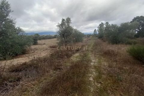 Helårsgrund i Castelo Branco, Castelo Branco, Castelo Branco - € 14.500 | Ref: C0434-00914 - foto 3