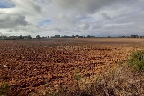 Helårsgrund i Castelo Branco, Castelo Branco, Castelo Branco - € 14.500 | Ref: C0434-00958 - foto 5