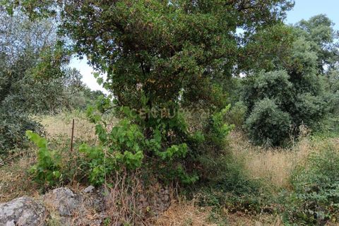 Helårsgrund i Castelo Branco, Castelo Branco, Castelo Branco - € 5.000 | Ref: C0434-01046 - foto 6