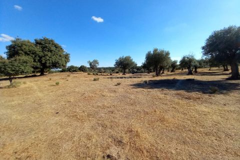 Helårsgrund i Castelo Branco, Castelo Branco, Castelo Branco - € 9.500 | Ref: C0434-01104 - foto 3