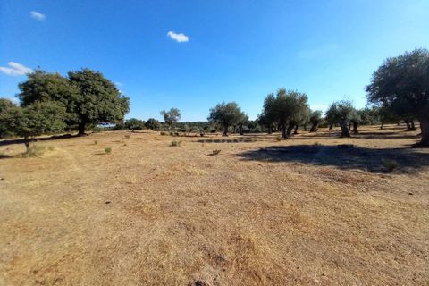 Helårsgrund i Castelo Branco, Castelo Branco, Castelo Branco - € 9.500 | Ref: C0434-01104 - foto 5