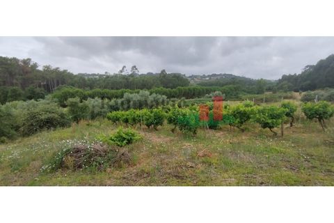 Villa i Rio Maior, Santarem, Rio Maior - € 55.000 | Ref: 19.26 - foto 10