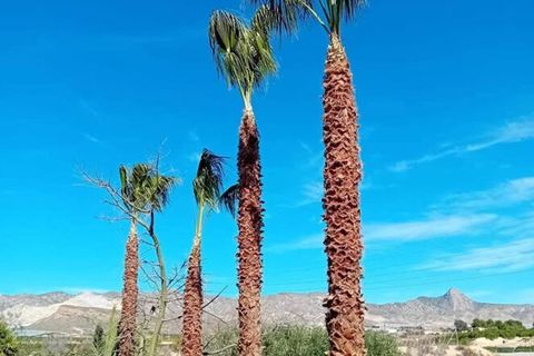 Finca i La Murada, Alicante, La Murada - € 350.000 | Ref: MPD434 - foto 7