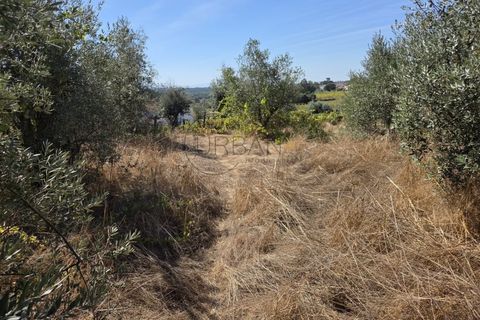 Helårsgrund i Nelas, Viseu, Nelas - € 20.000 | Ref: 0181 - foto 2