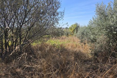Helårsgrund i Nelas, Viseu, Nelas - € 20.000 | Ref: 0181 - foto 3