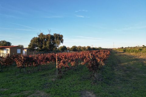 Helårsgrund i Algoz, Faro, Algoz - € 89.000 | Ref: SF-SAFTI:007674 - foto 6