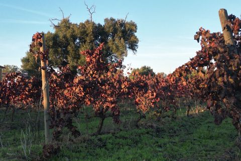 Helårsgrund i Algoz, Faro, Algoz - € 89.000 | Ref: SF-SAFTI:007674 - foto 7