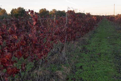 Helårsgrund i Algoz, Faro, Algoz - € 89.000 | Ref: SF-SAFTI:007674 - foto 11