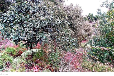 Farm i Moncao, Viana do Castelo, Moncao - € 132.000 | Ref: SF-SAFTI:007609 - foto 4
