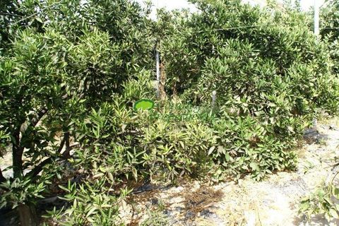 Villa i Torrox, Malaga, Torrox - € 370.000 | Ref: 7984 - foto 15