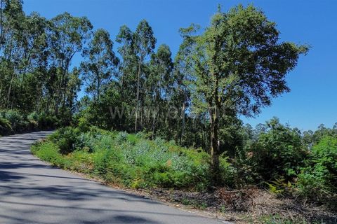 Helårsgrund i Ponte de Lima, Viana do Castelo, Ponte de Lima - € 45.000 | Ref: 254250260 - foto 5