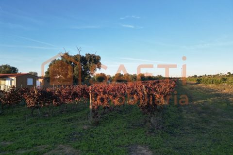 Helårsgrund i Algoz, Faro, Algoz - € 89.000 | Ref: SAFTI:007674 - foto 6