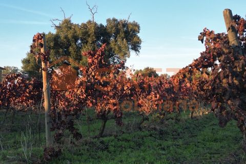 Helårsgrund i Algoz, Faro, Algoz - € 89.000 | Ref: SAFTI:007674 - foto 7