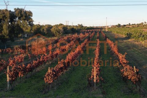 Helårsgrund i Algoz, Faro, Algoz - € 89.000 | Ref: SAFTI:007674 - foto 8
