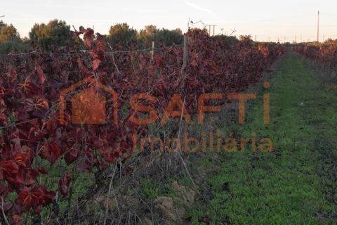 Helårsgrund i Algoz, Faro, Algoz - € 89.000 | Ref: SAFTI:007674 - foto 11