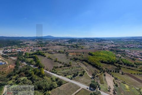 Landejendom i Anadia, Aveiro, Anadia - € 8.026.000 | Ref: EXP_238RSKWPT-022283 - foto 5