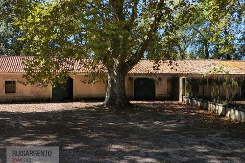 Landejendom i Anadia, Aveiro, Anadia - € 8.026.000 | Ref: EXP_238RSKWPT-022283 - foto 10