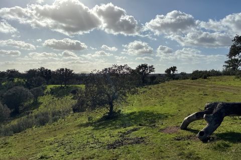 Farm i Serpa, Beja, Serpa - € 199.000 | Ref: 10631 - foto 29