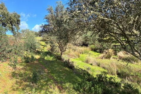 Farm i Serpa, Beja, Serpa - € 199.000 | Ref: 10631 - foto 39