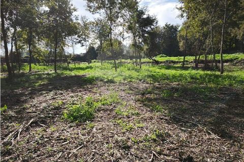 Farm i Ponte de Lima, Viana do Castelo, Ponte de Lima - € 299.000 | Ref: 123731006-163 - foto 9