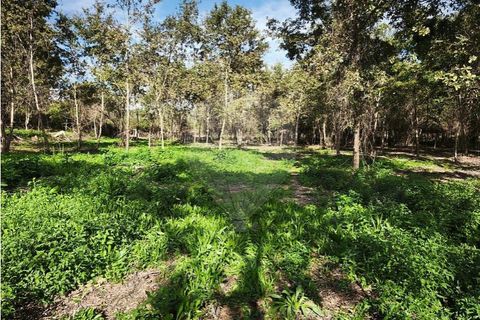 Farm i Ponte de Lima, Viana do Castelo, Ponte de Lima - € 299.000 | Ref: 123731006-163 - foto 12