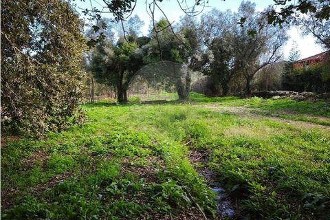 Farm i Ponte de Lima, Viana do Castelo, Ponte de Lima - € 299.000 | Ref: 123731006-163 - foto 23