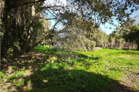 Farm i Ponte de Lima, Viana do Castelo, Ponte de Lima - € 299.000 | Ref: 123731006-163 - foto 24