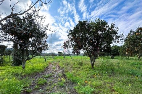 Farm i Sines, Setubal, Sines - € 787.500 | Ref: 12681 - foto 10