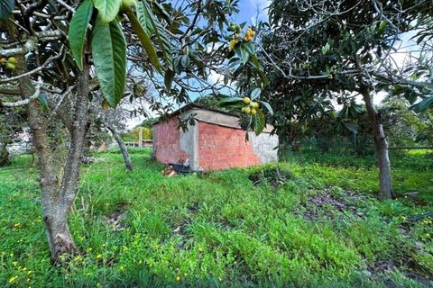 Farm i Sines, Setubal, Sines - € 787.500 | Ref: 12681 - foto 11