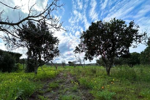 Farm i Sines, Setubal, Sines - € 787.500 | Ref: 12681 - foto 12