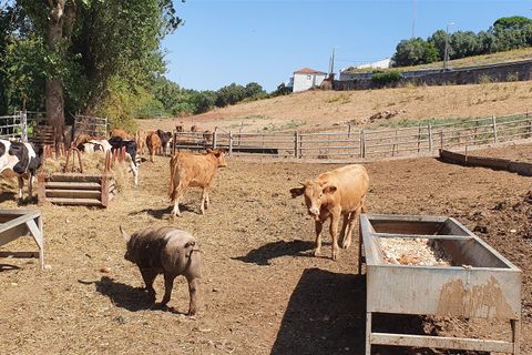 Helårsgrund i Oeiras, Lisbon, Oeiras - € 9.800.000 | Ref: 611511002 - foto 12