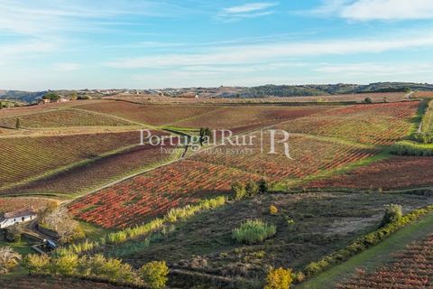 Farm i Alenquer, Lisbon, Alenquer - € 1.980.000 | Ref: FG355 - foto 5