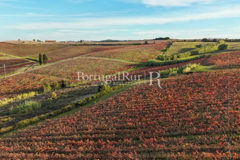 Farm i Alenquer, Lisbon, Alenquer - € 1.980.000 | Ref: FG355 - foto 7