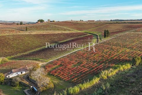 Farm i Alenquer, Lisbon, Alenquer - € 1.980.000 | Ref: FG355 - foto 8