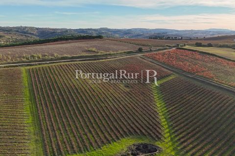 Farm i Alenquer, Lisbon, Alenquer - € 1.980.000 | Ref: FG355 - foto 10