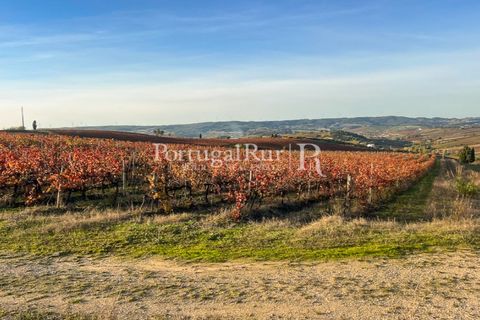 Farm i Alenquer, Lisbon, Alenquer - € 1.980.000 | Ref: FG355 - foto 21