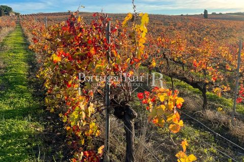Farm i Alenquer, Lisbon, Alenquer - € 1.980.000 | Ref: FG355 - foto 27