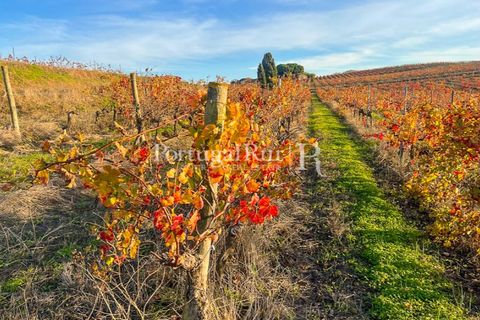Farm i Alenquer, Lisbon, Alenquer - € 1.980.000 | Ref: FG355 - foto 29