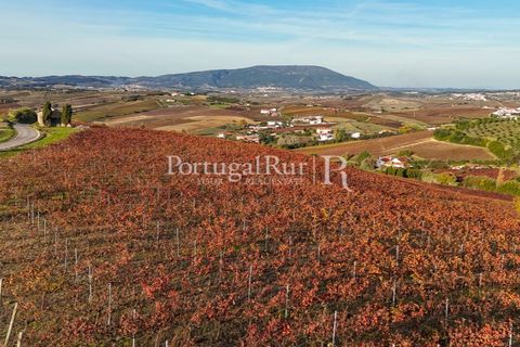 Farm i Alenquer, Lisbon, Alenquer - € 1.980.000 | Ref: FG355 - foto 43