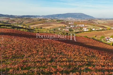 Farm i Alenquer, Lisbon, Alenquer - € 1.980.000 | Ref: FG355 - foto 44