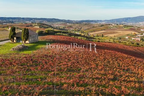 Farm i Alenquer, Lisbon, Alenquer - € 1.980.000 | Ref: FG355 - foto 45