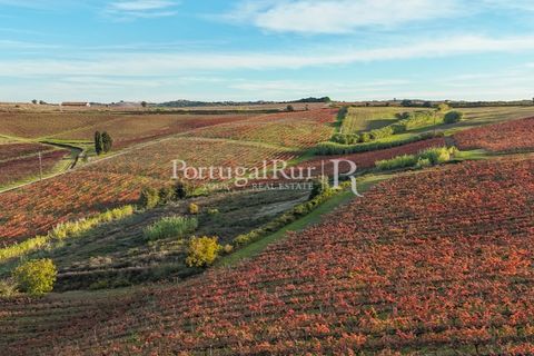 Farm i Alenquer, Lisbon, Alenquer - € 1.980.000 | Ref: FG355 - foto 46