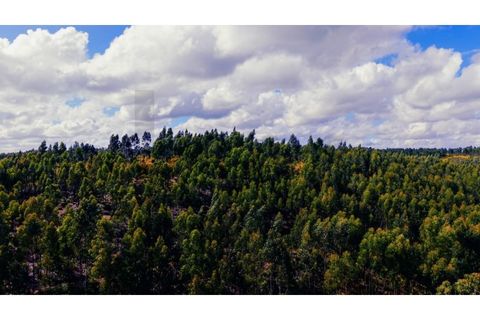 Terra a Gaviao, Portalegre, Gaviao - € 77.000 | Ref: KWPT-025546 - foto 6