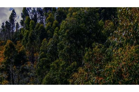 Terra a Gaviao, Portalegre, Gaviao - € 77.000 | Ref: KWPT-025546 - foto 7