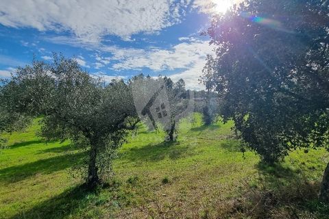 Ruinere i Castelo Branco, Castelo Branco, Castelo Branco - € 44.000 | Ref: H768 - foto 8