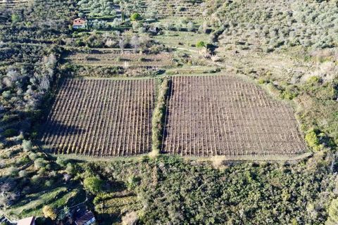 Helårsgrund i Perinaldo, Imperia, Perinaldo - € 275.000 | Ref: T220-840721 - foto 11